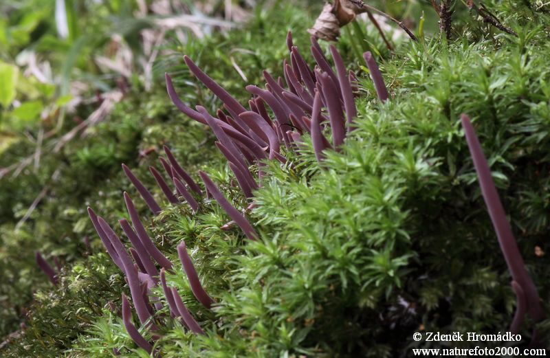 Kyjanka purpurová, Alloclavaria purpurea (Houby, Fungi)